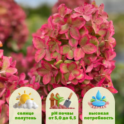 Гортензия метельчатая Металлика