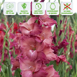 Гладиолус Индиан Саммер 5 шт