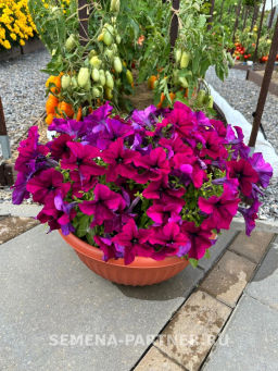 Петуния Сауэр Бургунди кустовая крупноцветковая - Партнер фото 5