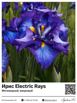 Ирис Electric Rays (Мечевидный, махровый)