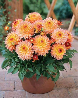 ГЕОРГИНА Гэллери Пабло Разбор I Кол-во упак., шт 1