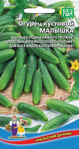 Огурец МАЛЫШКА Кустовой! Высокая отдача раннего урожая! Длительный период плодоношения! Для всех видов консервирования!
