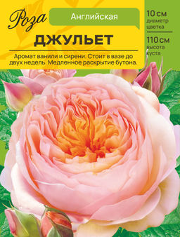 Роза Джульет (Английская) С ЦВ.НАКЛЕЙКОЙ 1шт