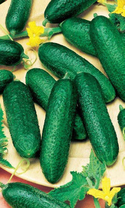 Огурец ВИТАС F1 Пучковый! Без горечи! Самоопыляемый!