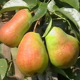 Груша Кафедральная - 7цветов фото 2