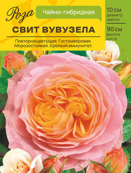 Роза Свит Вувузела (Чайно-гибридная) С ЦВ.НАКЛЕЙКОЙ 1шт