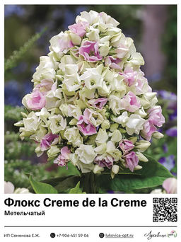 Флокс Creme de la Creme (Метельчатый)