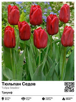 Тюльпан Seadov (Триумф) - Голландские луковицы фото 2