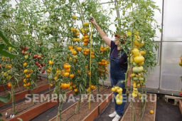 Томат Азоюшка - Партнер фото 4