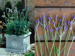 Лаванда Спениш Айс - Долина роз фото 3