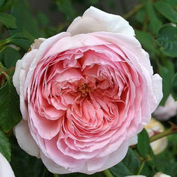 R525 ХЕРИТЕЙДЖ