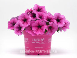 Петуния Изи Вэйв Плум Вайн каскадно-ампельная - Партнер фото 5