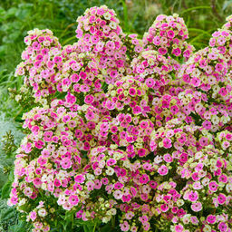 Флокс Orchid Yellow (Метельчатый) - Голландские луковицы фото 2