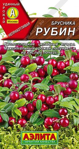 Брусника Рубин