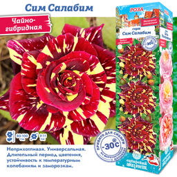 Роза Сим Салабим (Чайно-гибридная) 1шт