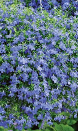 Лобелия ГОЛУБОГЛАЗАЯ ПРИМАДОННА F1