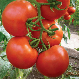 6242U Томат Океан F1 5шт