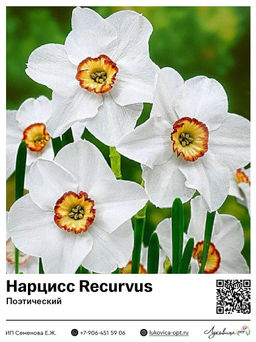 Нарцисс Recurvus (Поэтический)