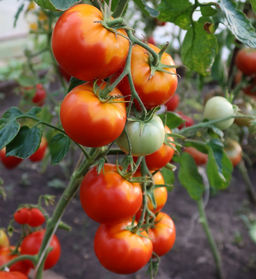 Томат МАРГЛОБ Легендарный сорт 1917 года! Попробуй историю на вкус! Невероятная устойчивость к болезням позволяет его возделывать уже более 100 лет! Урожайность до 20 кг с метра! - Уральский дачник фото 2