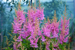 Астильба Арендса Аметист 2 года ЗКС тара 2л - Наша дача фото 2