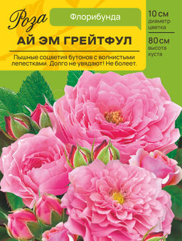 Роза Ай эм Грейтфул (Флорибунда) С ЦВ.НАКЛЕЙКОЙ 1шт