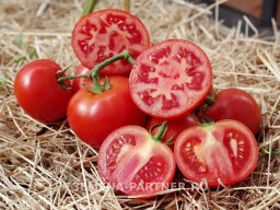 Томат Джаз - Партнер фото 5