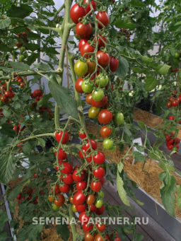 Томат Джессика - Партнер фото 6