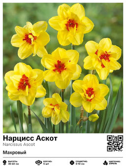 Нарцисс Ascot (Махровый) - Голландские луковицы фото 2