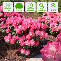 Рододендрон Фантастика