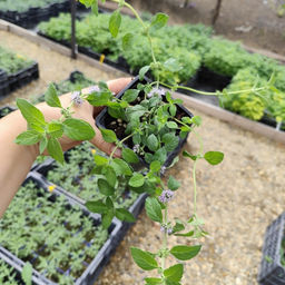 Мята Банановая - Долина роз фото 4