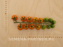 Томат Рыжий Фермер - Партнер фото 8