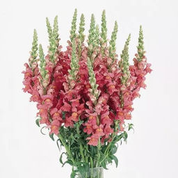 5210D Антирринум (Львиный зев) Кул Роуз 10шт