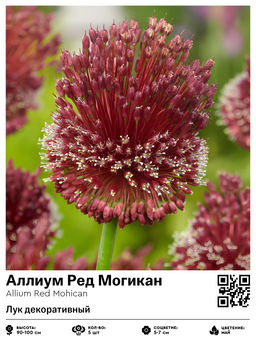 Аллиум Ред Могикан (Лук декоративный)