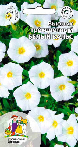 Вьюнок БЕЛЫЙ ВАЛЬС