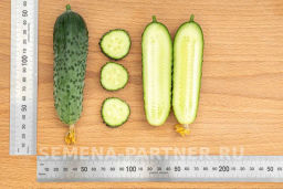 Огурец партенокарпический Герман - Партнер фото 7