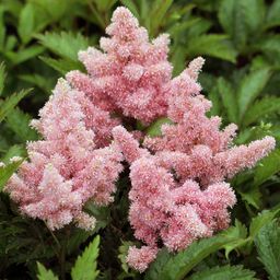 Астильба Арендса "Сестра Тереза" 2 года ЗКС тара 2л