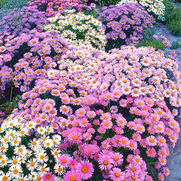 Астра альпийская (смесь сортов) - 1000корней фото 4