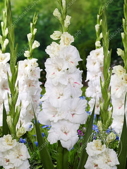 ГЛАДИОЛУС Декадент Разбор 10/12 Кол-во упак., шт 10