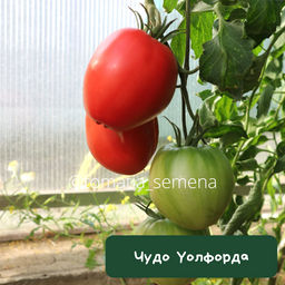 Чудо Уолфорда