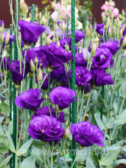 Эустома срезочная махровая сине-фиолетовая Мадам Найтли - Партнер фото 4
