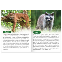 Цена за 2 шт. Обучающая книга «Животные Северной Америки», 20 стр.