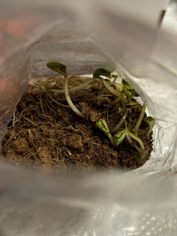 Фиалка мотыльковая белая