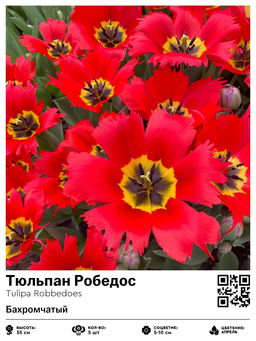 Тюльпан Робедос (Бахромчатый)