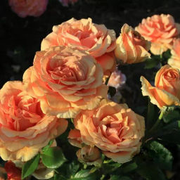 d1911cc6621540c5e9e00c5630bdae97679h14whzm2af6fmi