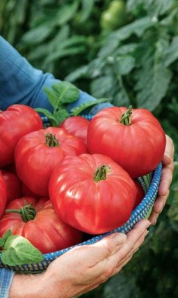 Томат МЕДОВЫЙ Крупноплодный! Обильный урожай! Сахарный с зернистой мякотью! Лучший для приготовления соков!