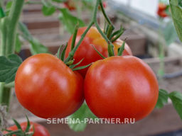 Томат Прекрасная Леди F1 - Партнер фото 6