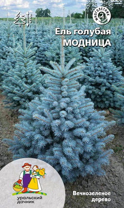 Ель голубая МОДНИЦА