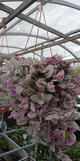 Традесканция Триколор - 1000корней фото 3