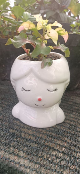 Альтернатера Беттцика в кашпо Загадочная девочка