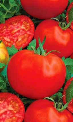 Томат ИВАНОВНА  Устойчив к похолоданию, изнуряющей жаре и засухе! Завязывает множество плодов!